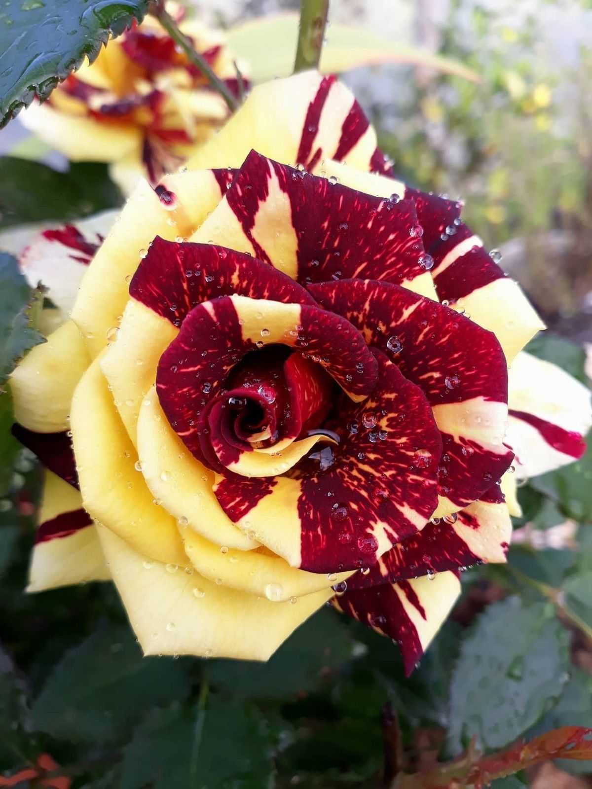 Роза абракадабра abracadabra: описание сорта, фото, посадка, выращивание и уход