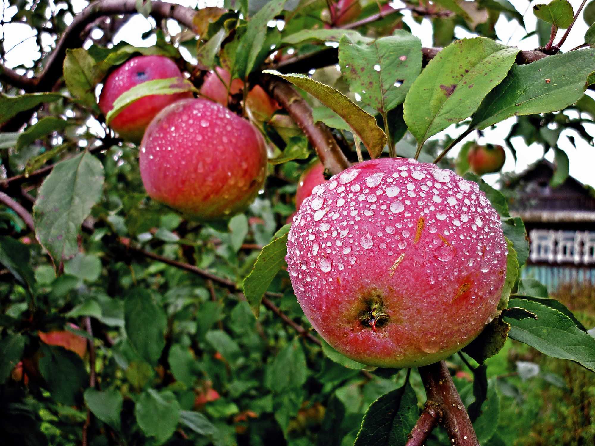 Почему с яблони опадают незрелые яблоки