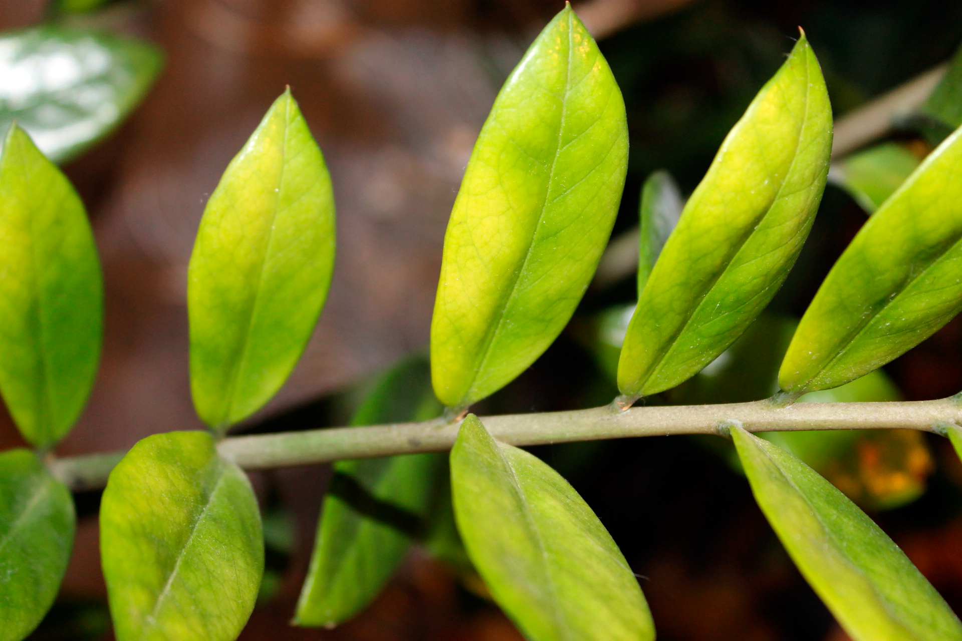 Почему желтеют листья у замиокулькаса: причины, что делать