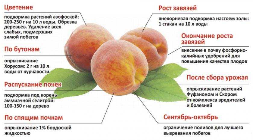 Подкормка яблонь летом во время плодоношения: правила и удобрения