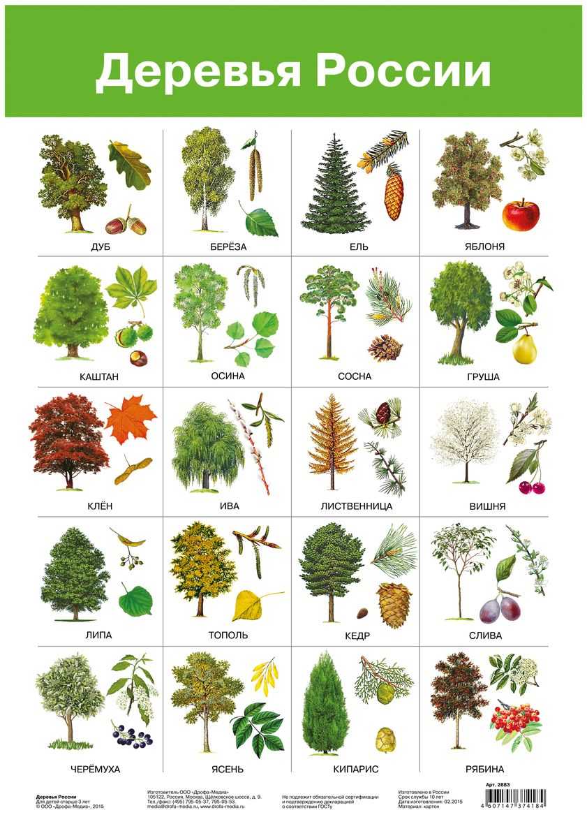 Листья плодовых деревьев фото с названиями на русском