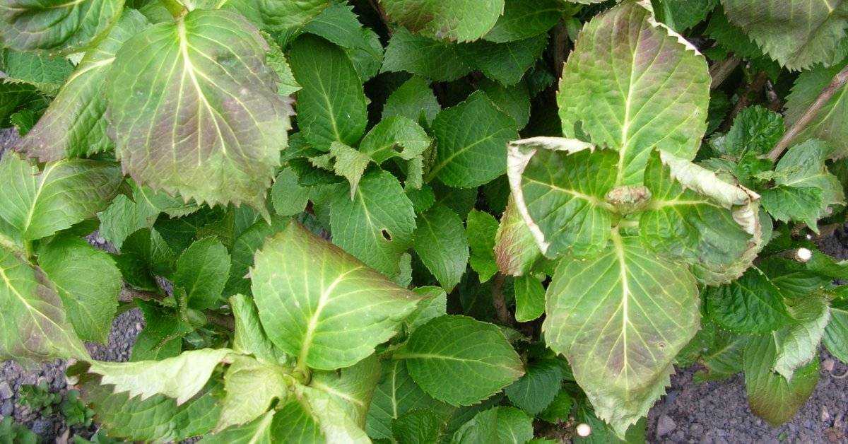 Как спасти гортензию: причины того, почему сохнут листья и варианты решения проблемы