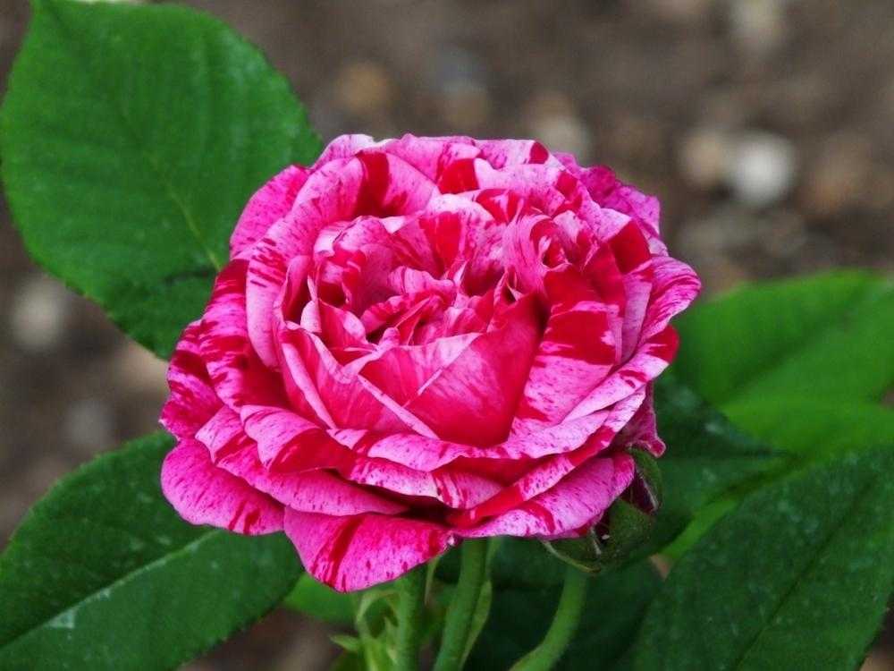 Роза «фердинанд пичард»: описание сорта, фото и отзывы