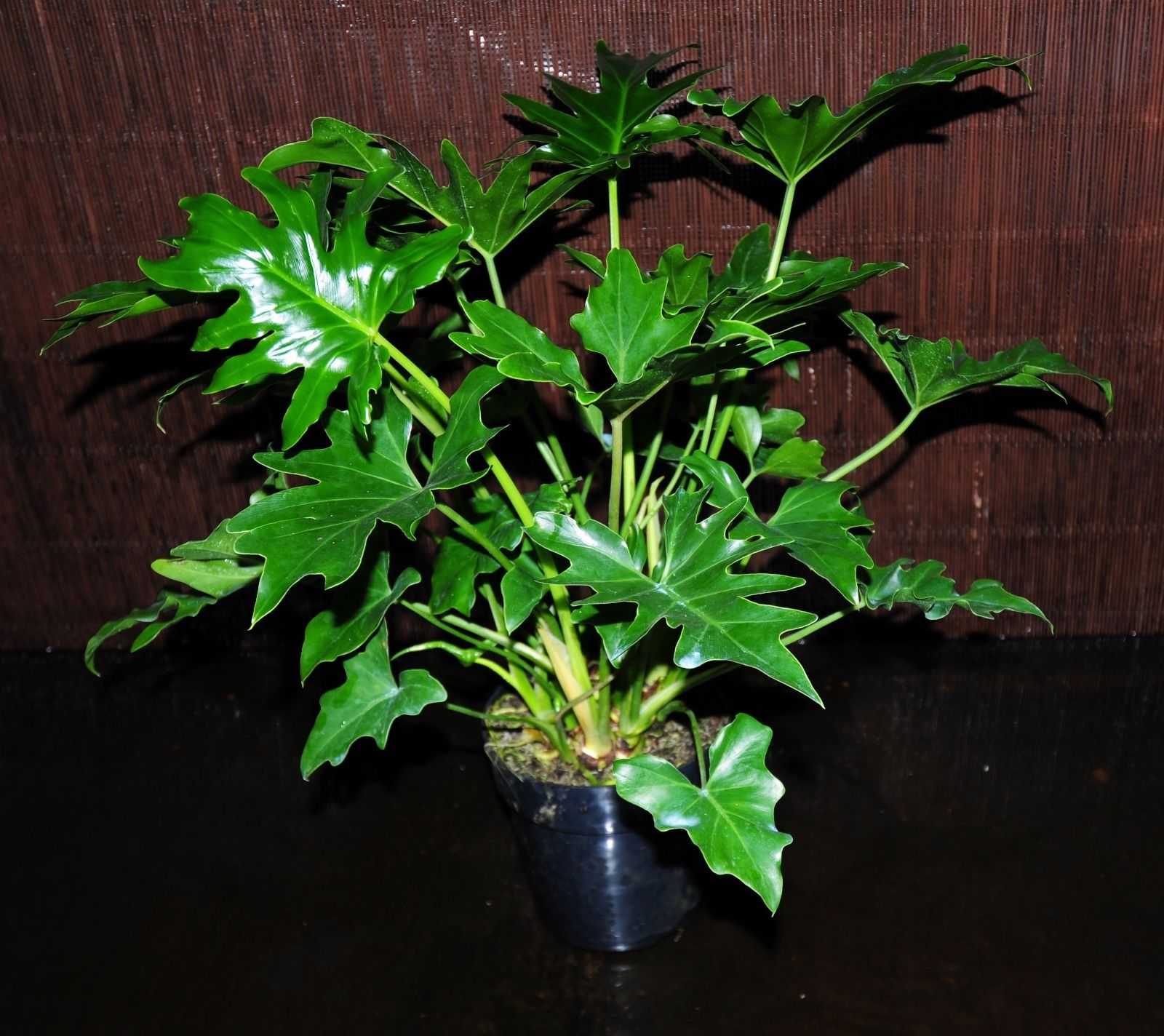 Комнатное растение филодендрон: многообразие видов, описание разновидностей