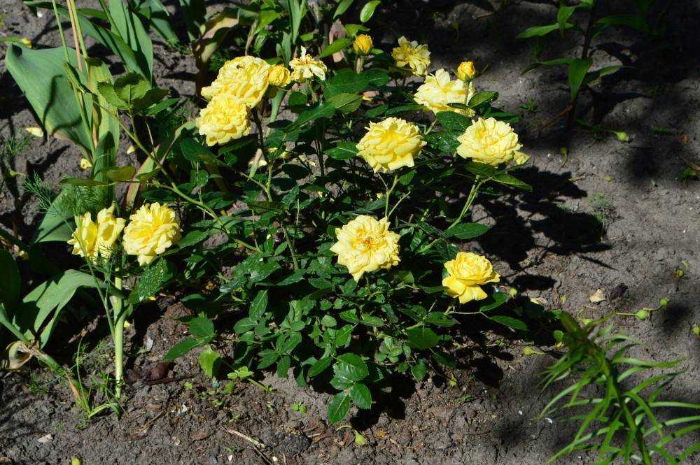 Морозостойкие канадские розы: какой сорт выбрать и как правильно ухаживать