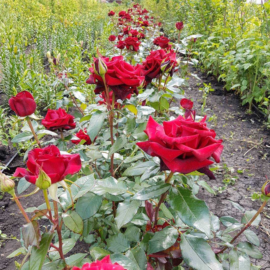 Блэк маджик роза - описание сорта, правила ухода, отзывы и фото | розоцвет
