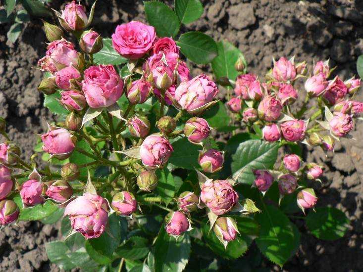 Роза Лидия Лавли Lydia Lovely — что это за сортовое растение из семейства флорибунда, как выглядит, преимущества и недостатки сорта Как выращивать розу-спрей Лидия Лавли, особенности размножения и цветения культуры