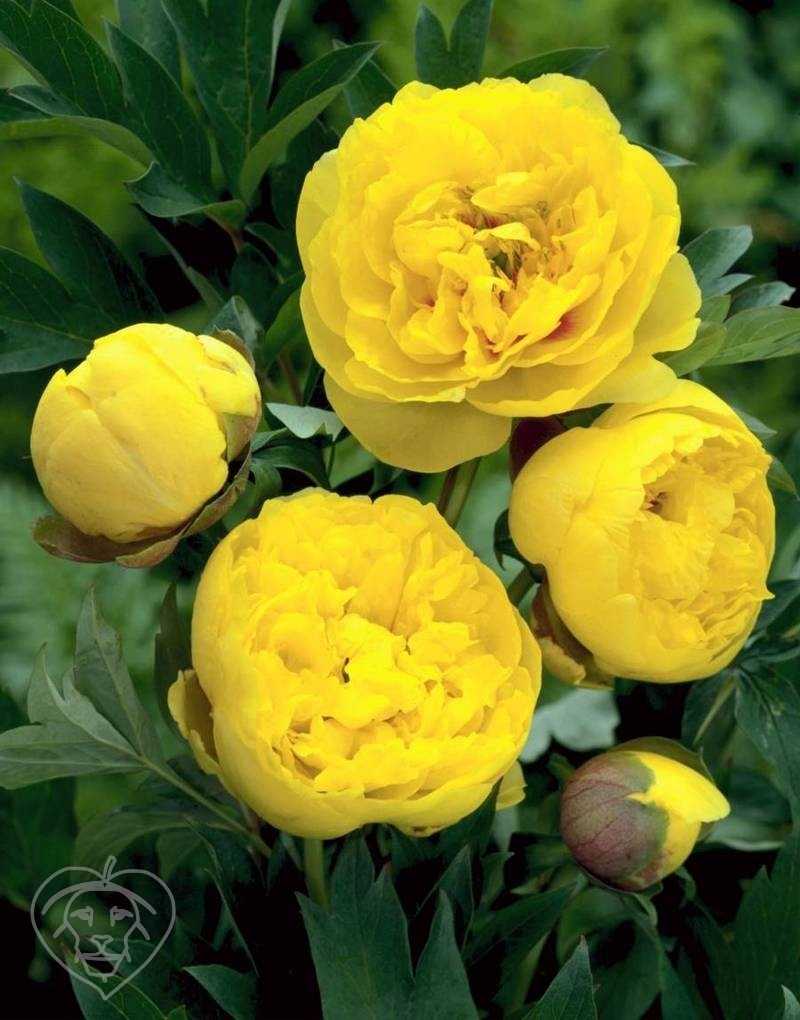 Желтые пионы: пион лимон шифон, фото, сорта желтых пионов с названиями | qlumba.com