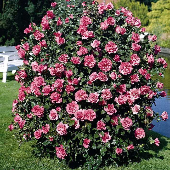 Роза Уизли Wisley — описание английского сортового шраба, как выглядит помпоновидный цветок, характеристики Посадка и выращивание розового куста, как ухаживать за остинкой, особенности цветения