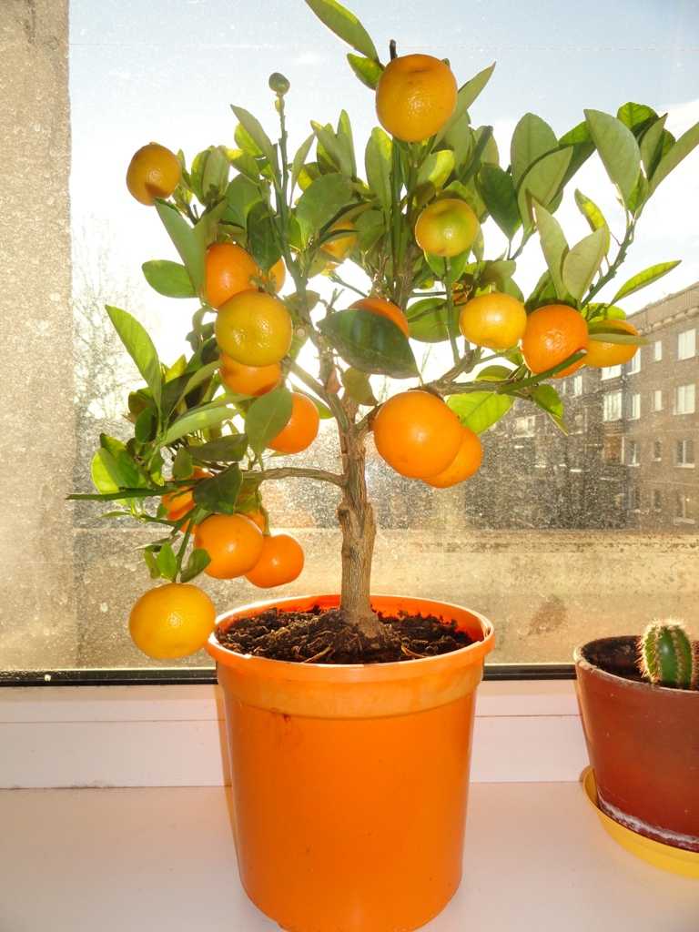 Апельсиновое дерево из косточки в домашних условиях