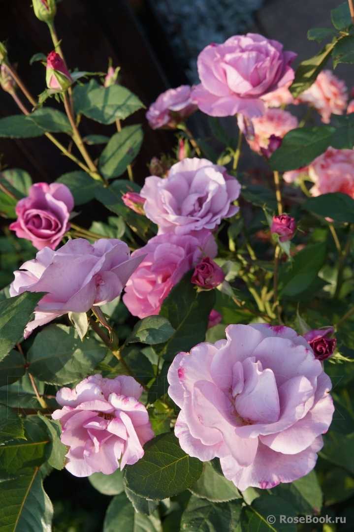 Все о розе муди блюз: выращивание, посадка и уход за moody blues в саду