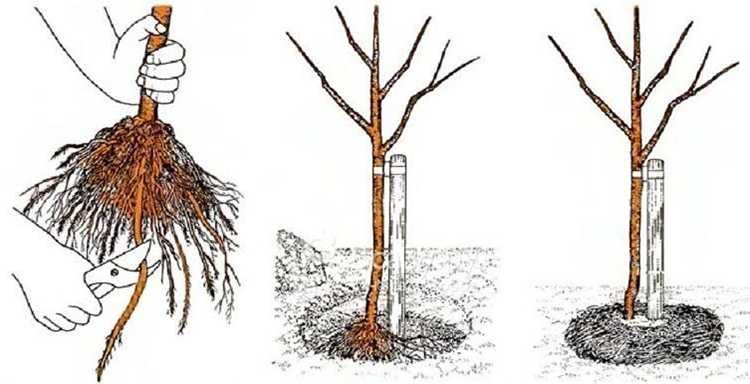 Как посадить дерево правильно?