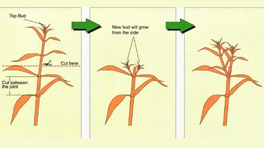 Что такое прищипка растений — основные характеристики