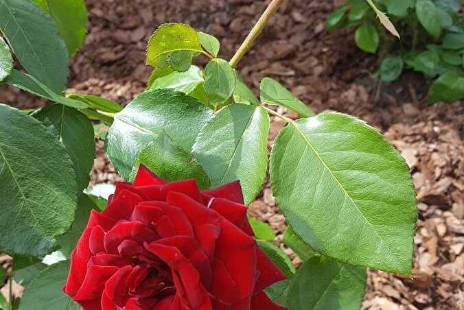 Роза флорибунда – обильноцветущая королева сада: посадка и уход