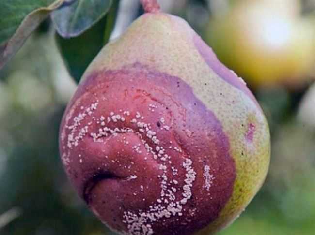 Борьба с болезнями сада: план осенних обработок яблонь, груш, слив, смородины и др. плодовых культур