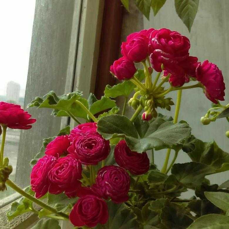 Вива розита пеларгония: фото цветка и другие виды растения, такие как пак каролина, маделина, правила по уходу и выращиванию, особенности размножениядача эксперт