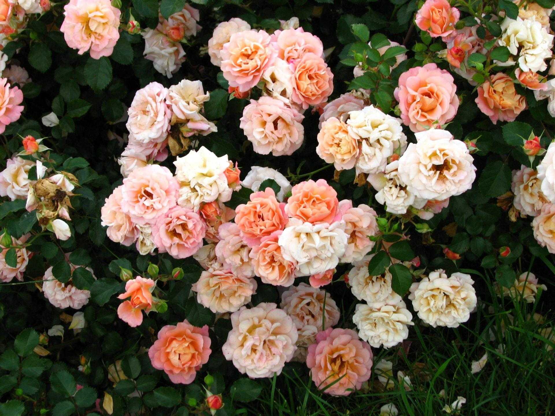 Роза полиантовая: уход и выращивание в открытом грунте.