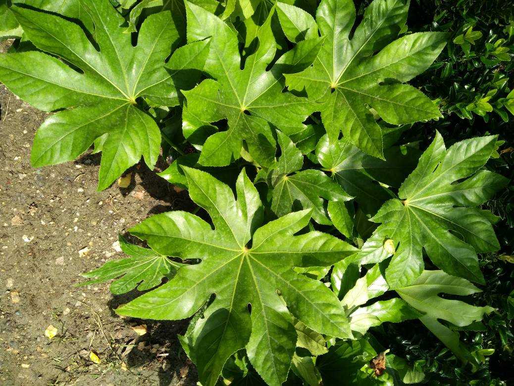 Популярное растение с крупными листьями — фатсия японская