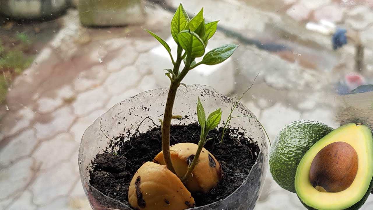 Как вырастить авокадо — растение в домашних условиях Описание сортов: как выглядит авокадо, как цветет и плодоносит в домашних условиях Как ухаживать за авокадо в домашних условиях в горшке: выбор грунта, пересадка, полив, прищипывание