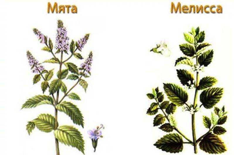 Чем отличается мята от мелиссы: в чем разница между растениями, чем пахнут