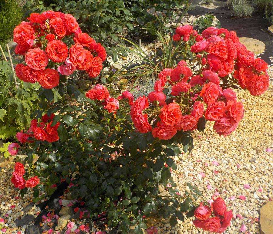 Лучшие сорта роз для сада и их характеристики