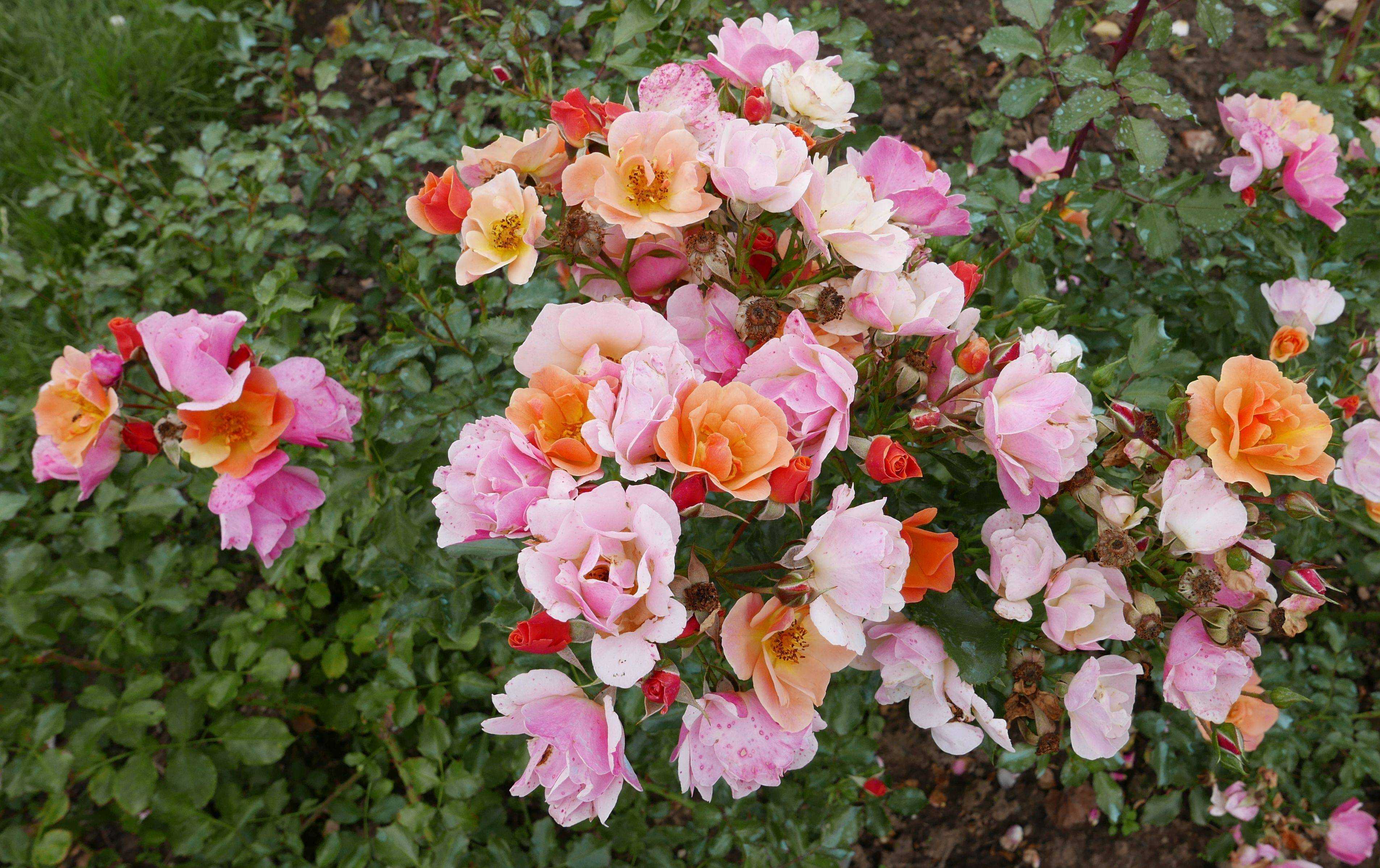 Почвопокровные розы: сорта, фото с названиями и описанием