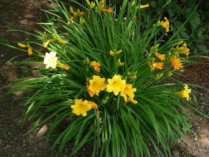 ᐉ цветок лилейник: посадка и уход, фото, выращивание и сорта, что после цветения - roza-zanoza.ru