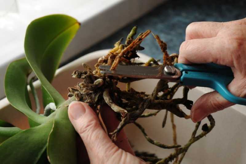 Что делать, если корни орхидеи вылезли из горшка