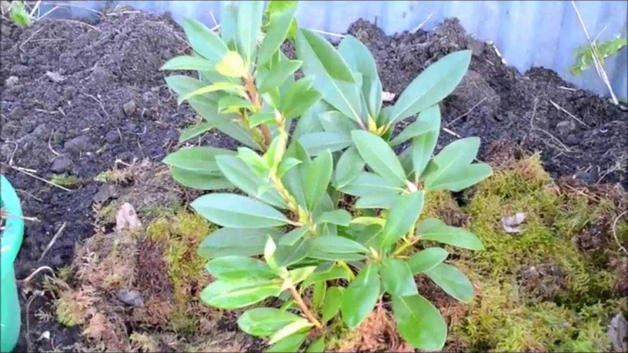 Ухаживание за азалией листопадной (deciduous azaleas)