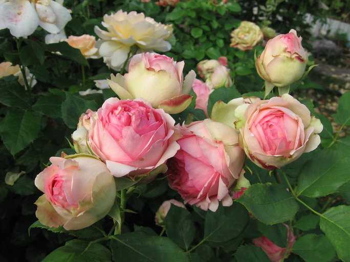 Роза английская леди оф шалот: описание сорта
