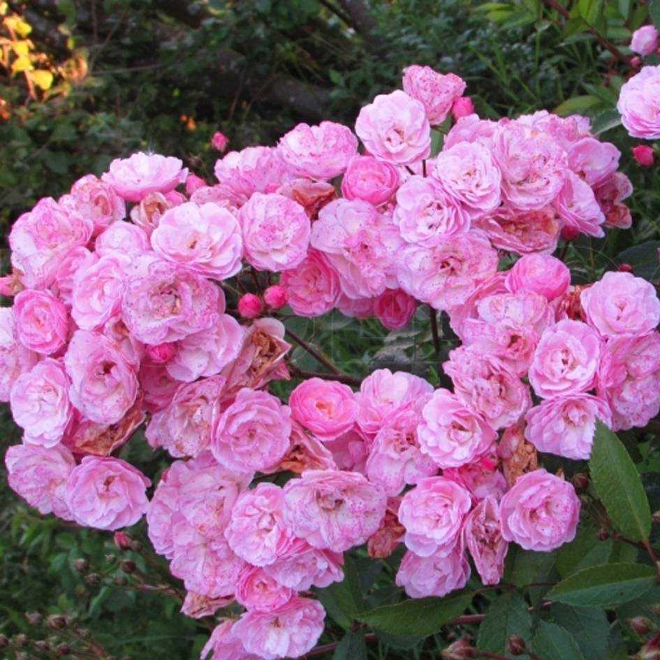 Роза Хэвенли Пинк Heavenly Pink — описание и характеристики сортового растения, как выглядит, история создания Особенности выращивания мускусной розы, достоинства непрерывно цветущего кустарника, как правильно ухаживать