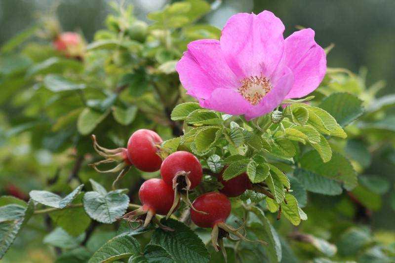 Морщинистая роза, или роза ругоза: описание, особенности выращивания и ухода, виды и сорта