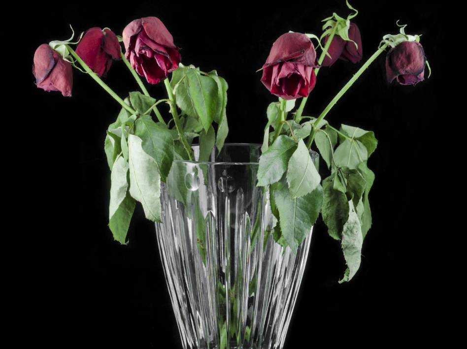 Как реанимировать розы в ванной с холодной с водой, если они подвяли в вазе