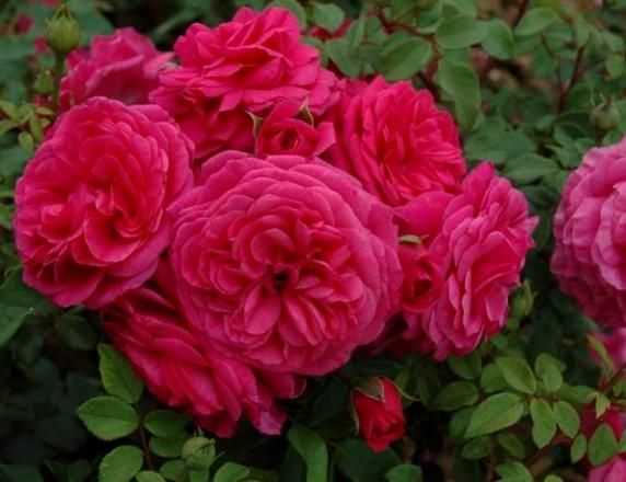 Выбираем сорт розы для посадки в сад: 33 сорта роз мейян