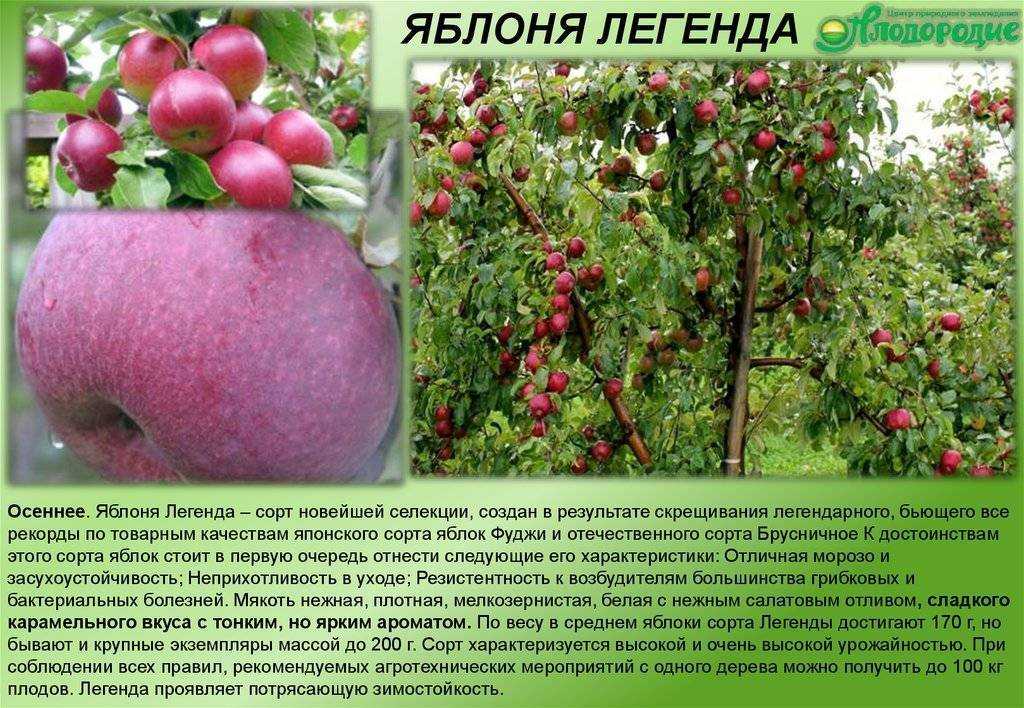 Яблоня роялти: описание сорта, посадка и уход, декоративные свойства, размножение