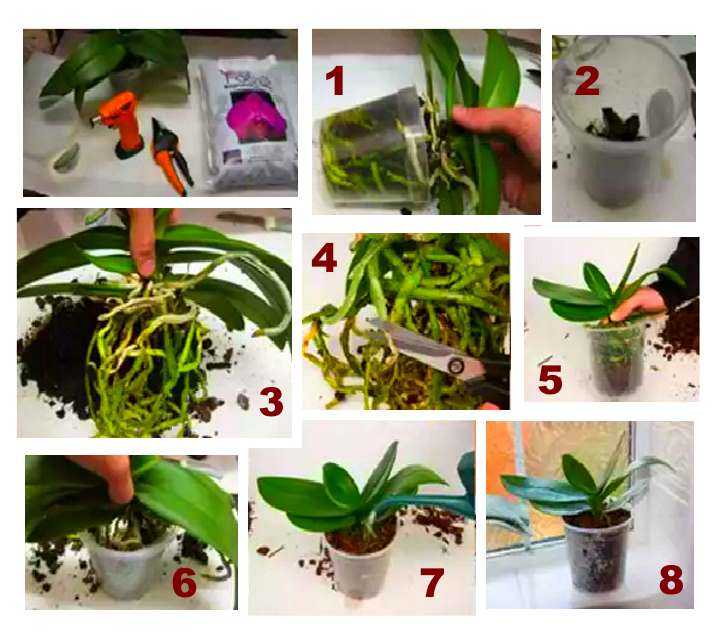 Как размножить орхидею детками в домашних условиях -