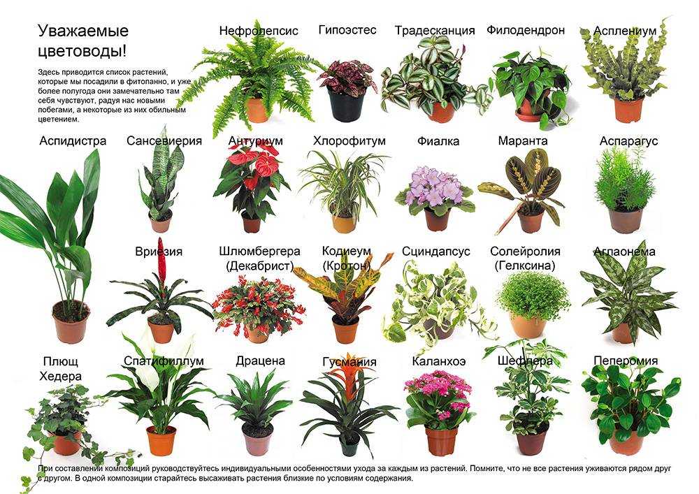 Растение опунция и другие садовые кактусы