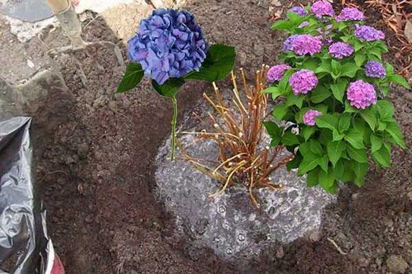 Как посадить гортензию: когда лучше, какую почву любит, как правильно ухаживать в открытом грунте, как вырастить, также из отводков, и нюансы выращивания, уход зимой