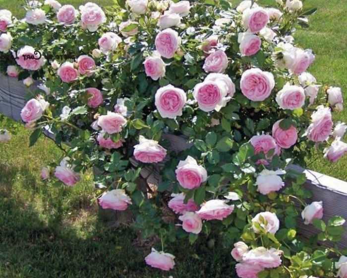 Когда сажать плетистую розу в открытый грунт? опора для плетистой розы. где лучше посадить плетистую розу