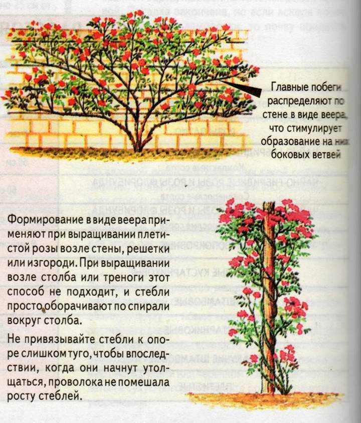 Роза флорибунда: описание сорта, выращивание, уход за кустом