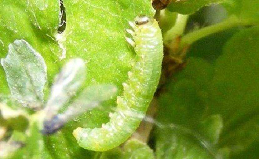 Гусеницы на крыжовнике объели листья: как бороться с вредителями, химические препараты и народные средства