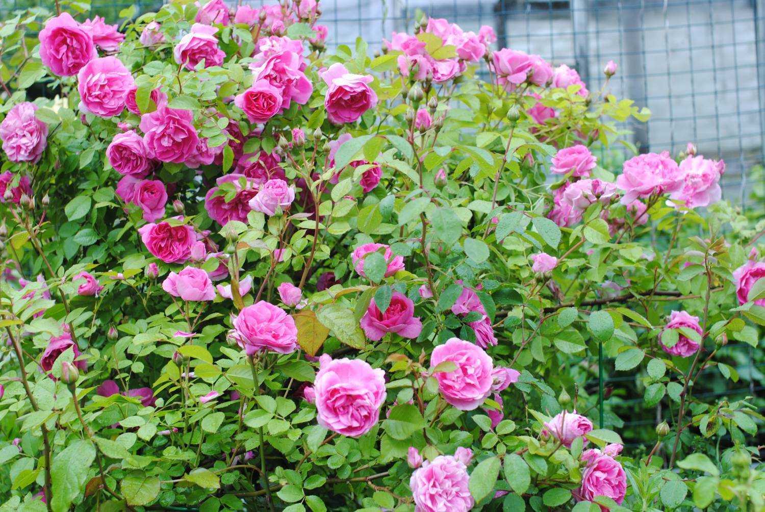 Канадские розы: лучшие сорта канадской селекции, зимостойкие, плетистые, парковые | qlumba.com