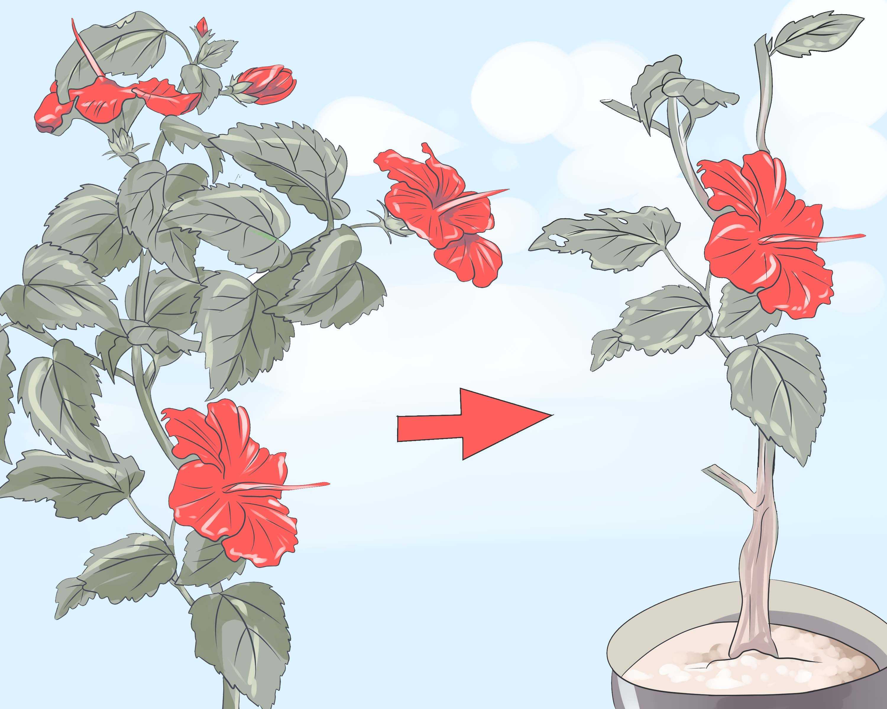Бальзамин садовый: выращивание из семян, посадка и уход