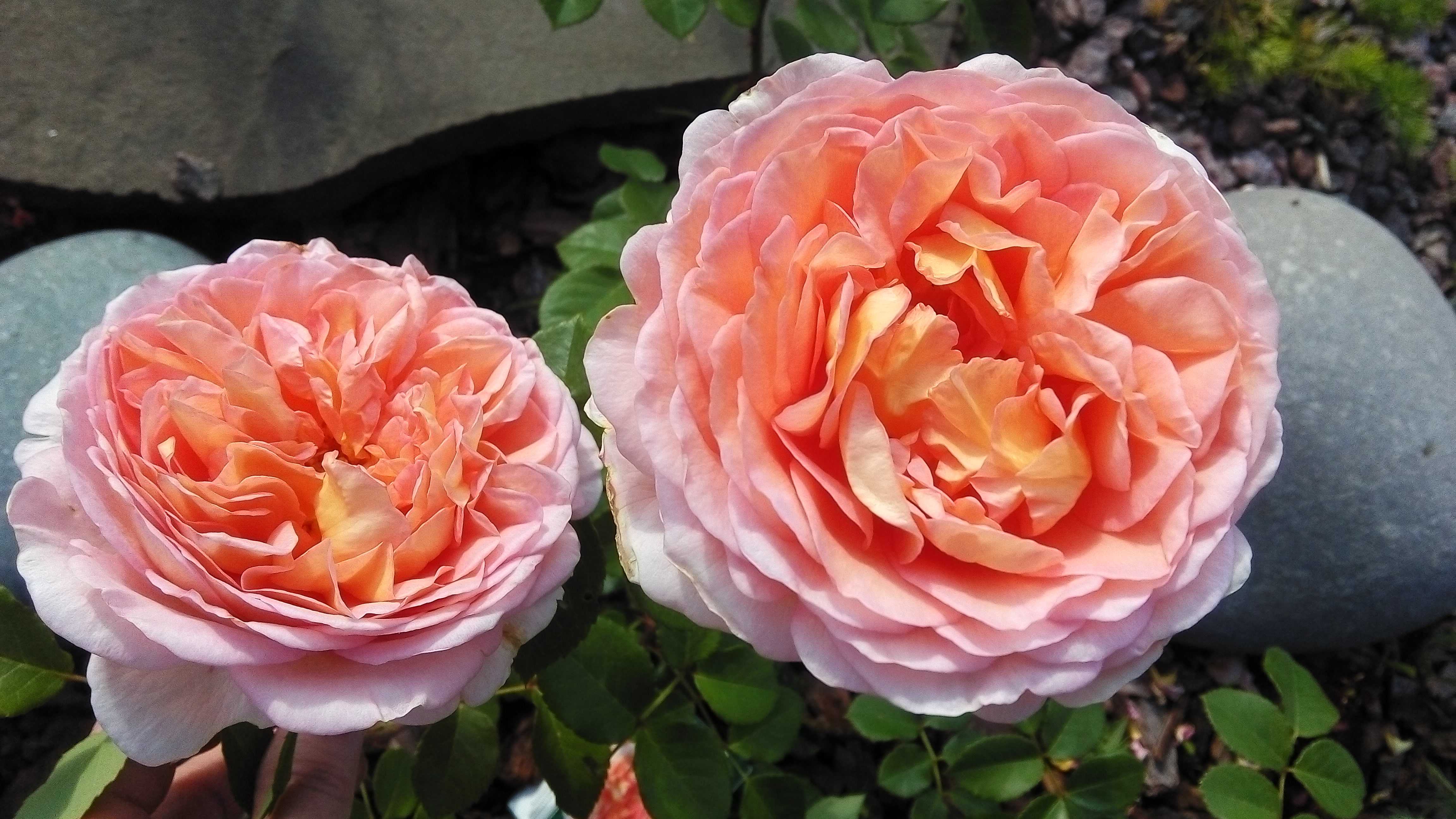 Роза «абрахам дерби»: описание сорта, фото и отзывы