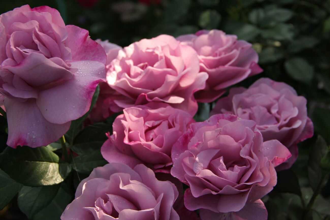 Как выглядит роза Муди Блюз Особенности размножения и посадки растения в открытом грунте Основные правила ухода за цветком Moody Blues в саду Борьба с болезнями и вредителями