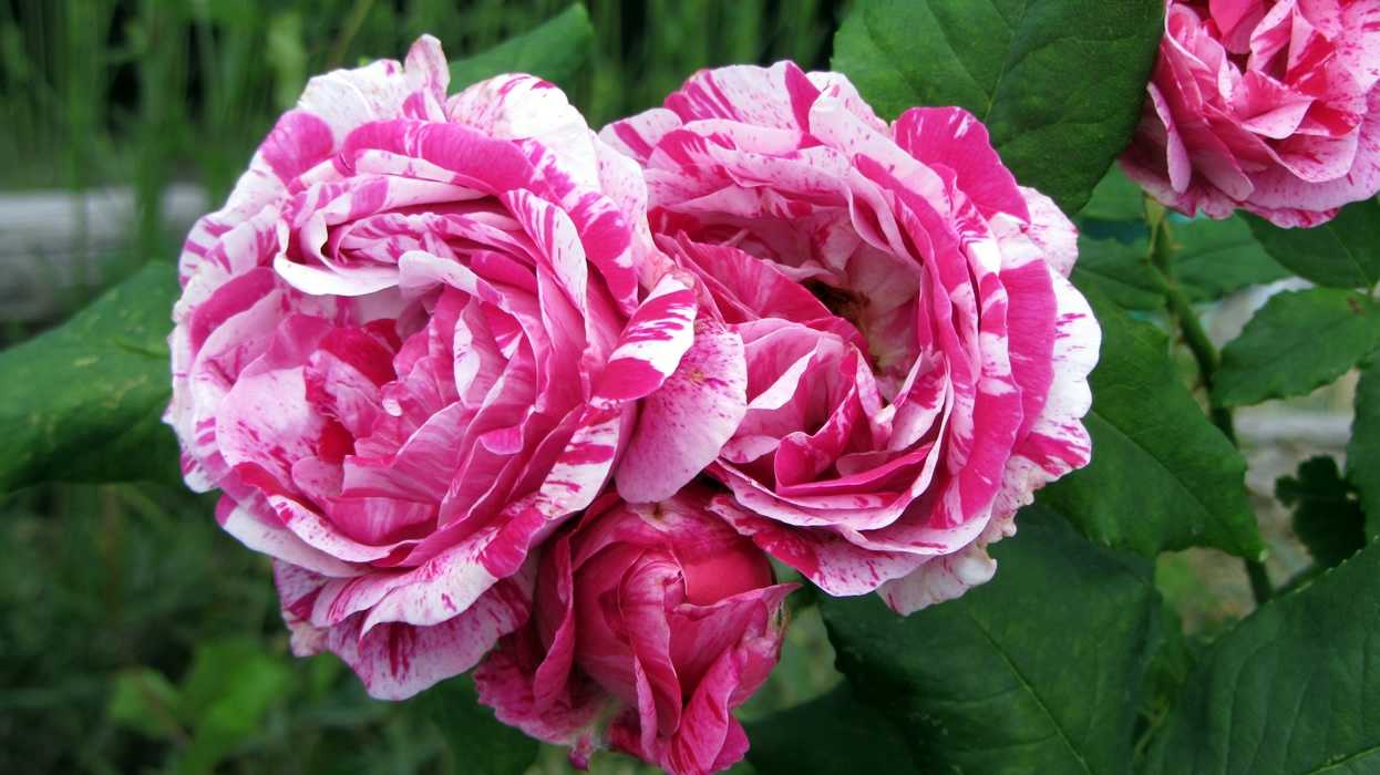 Как вырастить красивый куст парковой розы сорта фердинанд пичард: обзор +видео