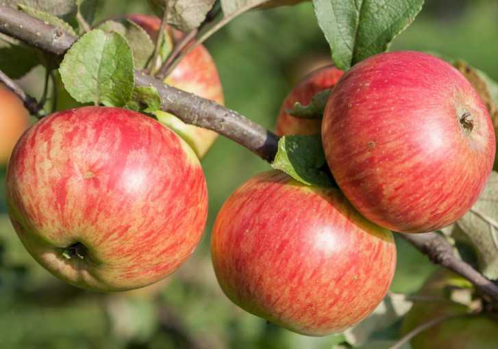Медуница яблоня (медовая): описание сорта, фото, отзывы садоводов, урожайность, посадка и уход