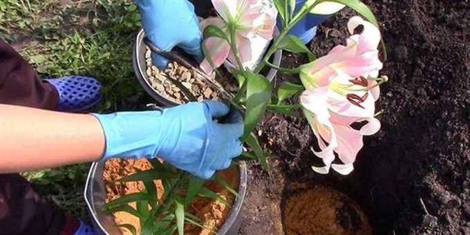 Чем и как подкармливать лилии весной, техника внесения подкормок для пышного цветения в весенне-летний период