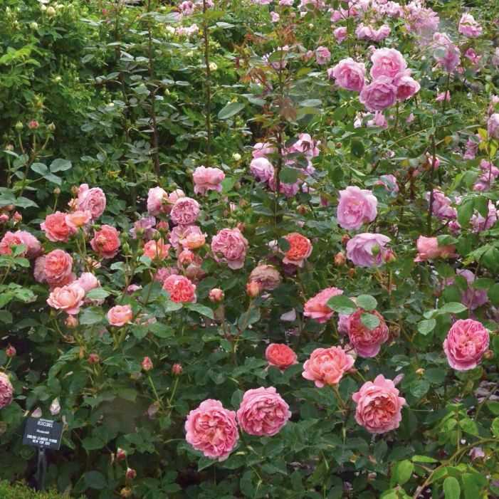 Миниатюрные розы: посадка и уход в открытом грунте, сорта, фото