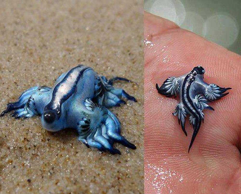 Glaucus Atlanticus голубой дракон